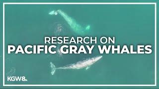 New research reveals how Pacific gray whales forage for food