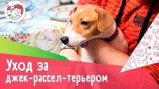 5 особенностей ухода за джек-рассел-терьером