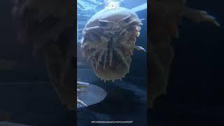 Giant Isopod / Giant Water Roly-poly?