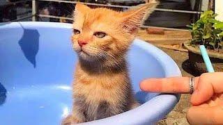 11 minutes of adorable cats and kittens videos to keep you smiling 