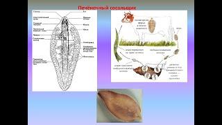 Печёночный сосальщик
