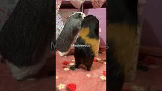 Who said guinea pigs don't have personality?