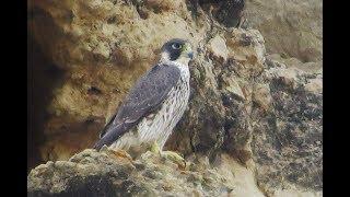 Peregrine Falcon (Falco peregrinus) Πετρίτης - Τζάνος - Agios Sozomenos 2/11/2019 Cyprus