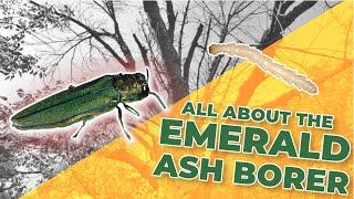 All About the Emerald Ash Borer and Treatments to Combat it!