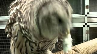 Barred Owl Eating Mouse