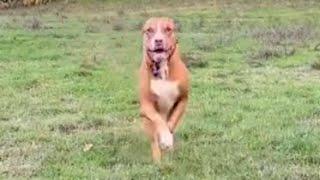 Unwanted dog won't stop running with joy after adoption