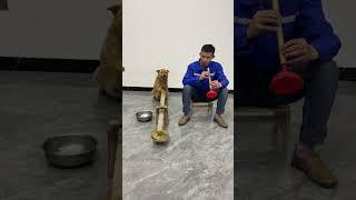 The rhythm of this song is so busy#dogs#animals#cute#funny