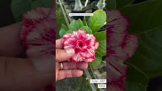 New Colours Of Adenium Plant Shopping Online 🪴 #adenium #plants #adeniumflowerplants #gardening