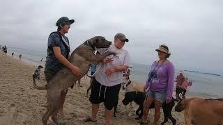 Cash 2.0 Great Dane having more fun at Rosie's Dog Beach 4