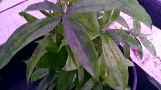 Драцена суркулоза(DRACAENA SURCULOSA)