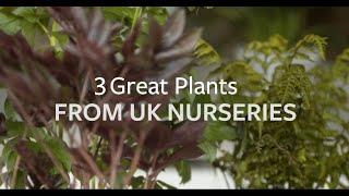 3 great plants from British growers | Grow at Home | Royal Horticultural Society