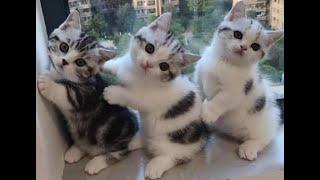  Funny kittens for a good mood!  The best jokes with cats and kittens! 