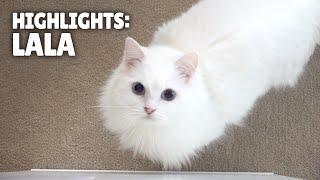 Highlights of LaLa the Cat | Kittisaurus