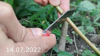 summer peach tree grafting with results in a year / bud grafting