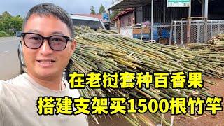 在老撾種百香果搭建支架，買1500根竹竿，地裡種的菜也能吃了