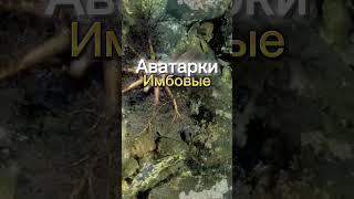 Имбовые аватарки Все аватарки в тг Koloppy #phonk #phonkmusic #edit #bass #аватарки #авы #стандофф