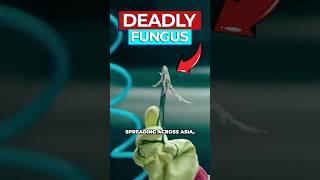 Scientists Warn Deadly Fungi Infecting Humans