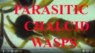 Under Microscope: Chalcid Wasps Eupelmidae (Chalcidoidea) in Turkiye