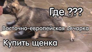 ВОСТОЧНОЕВРОПЕЙСКАЯ ОВЧАРКА (ВЕО) – собака для охраны, как выбрать щенка?