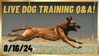 LIVE Dog Training Q&A! 8/16/24