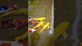 7 fascinating facts about Koi Fish!