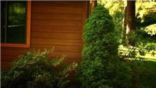 Trees & Landscaping : How to Prune Evergreen Shrubs