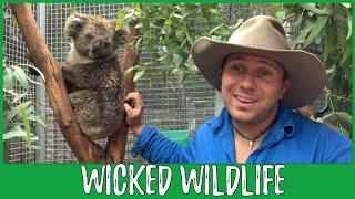 Are Koalas Really Functionally Extinct?