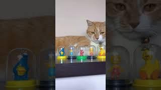 When my cats with the toys #dhoycollector #mycats #catstagram #miniature #minitoys