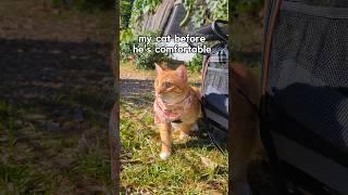 He's always a little nervous at first  #adventurecat #orangecat #funnyanimals #catparents