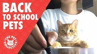 Too Cool For School: Back to School Pets 2017