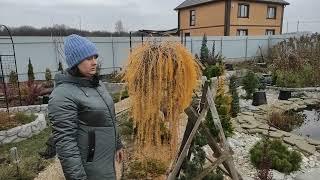 Укрытия хвойных на зиму.Обзор сада и стройки в ноябре.