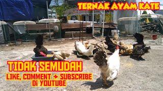 Kendala dalam memelihara ayam kate