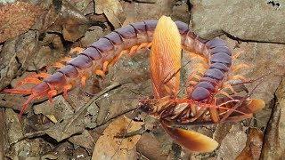 My centipede helps me remove cockroaches by hunting them