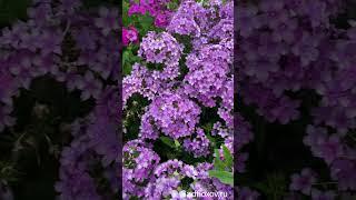 Флоксы Звездочет и Дымчатое Суфле