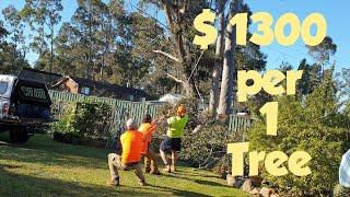 Pinay-Australia: We hired an arborists to cut down a tree | australian gum tree