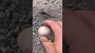 Don't Make the Mistake of Picking Up the Egg 