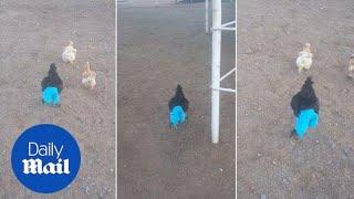 Hilarious video shows chicken running around wearing PANTS - Daily Mail