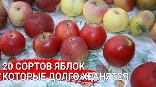 Вкусные яблоки, которые долго хранятся