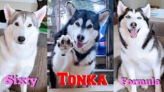 Tonka's Treasure Hunt Collaboration With Sixty Formula! Malamute & Huskies!