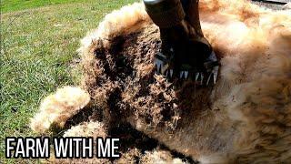 MAGGOTS! Let's save this sheep! - Slow-mo maggot removal