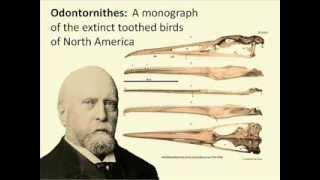 Claire's Geology Brief No 10: The Dinosaur Hunter vs Congressional Creationists