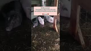 Florida's Hurricane Milton: A Heartbreaking Tale of Animal Survival