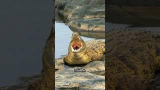 Crocodile Secrets: More Than Just a Scary Smile!