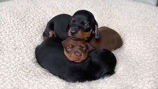 Cute Mini Dachshund puppies.