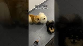 Проходим по очереди #pomeranian #шпиц #собака #puppy #животные #pets #собаки #love #щенок #топ