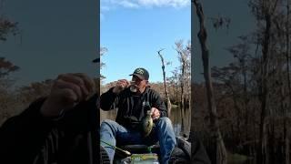  Stop Wasting Money on Crappie Baits!  #shorts