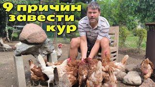 9 ВЕСОМЫХ ПРИЧИН ЗАВЕСТИ КУР НА ДАЧЕ