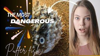 The Majestic Hairy Puffer Fish: A Closer Look #iambigpuffer