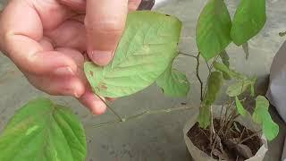 Medicinal Plants Documentary: SHALAPARNI (Desmodium gangeticum) | updated