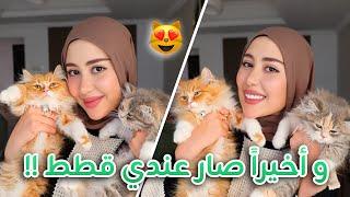 و أخيرا جبت قطط عندي بالبيت !! تعالوا اعرفكم عليهم ️